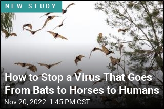 How to Stop a Virus That Goes From Bats to Horses to Humans