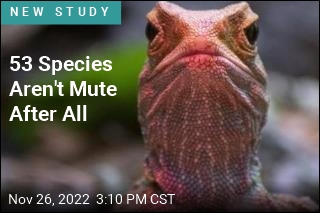 53 Species Aren&#39;t Mute After All