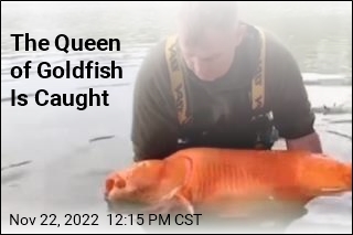 The Queen of Goldfish Is Caught