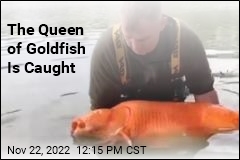 The Queen of Goldfish Is Caught