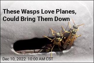 These Wasps Love Planes, Could Bring Them Down