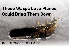 These Wasps Love Planes, Could Bring Them Down