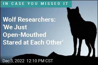 Wolf Researchers: &#39;We Just Open-Mouthed Stared at Each Other&#39;