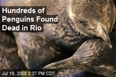Hundreds of Penguins Found Dead in Rio