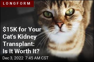 Your Cat&#39;s Kidney Transplant Will Cost $15K
