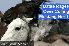 Battle Rages Over Culling Mustang Herd