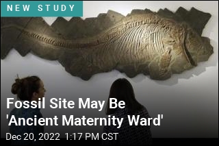 Ancient Marine Graveyard May Have Been Maternity Ward