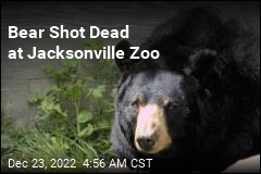 Bear Shot Dead After Attacking Zookeeper