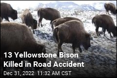 13 Yellowstone Bison Hit by Truck, Killed