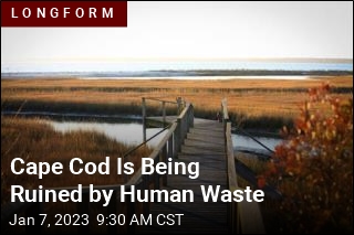 Cape Cod Is Being Ruined by Human Waste