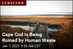 Cape Cod Is Being Ruined by Human Waste