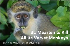 St. Maarten to Kill All Its Vervet Monkeys