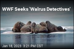 WWF Seeks &#39;Walrus Detectives&#39;