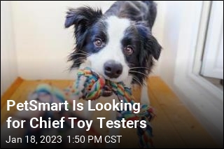 PetSmart Seeks Dog, Cat to Be Chief Toy Testers