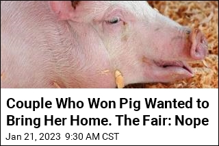 Couple Who Won Pig Wanted to Bring Her Home. The Fair: Nope