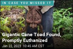 Gigantic Cane Toad Found, Promptly Euthanized