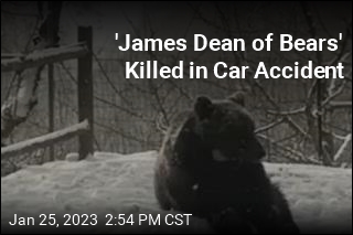 &#39;James Dean of Bears&#39; Killed in Car Accident