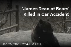 &#39;James Dean of Bears&#39; Killed in Car Accident