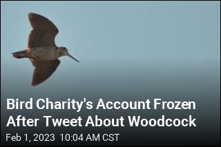 Bird Charity&#39;s Account Frozen After Tweet About Woodcock