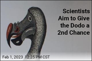 Scientists Will Try to Bring Back the Dodo