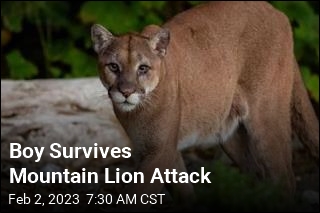 Cougar Had 5-Year-Old &#39;Fighting for His Life&#39;
