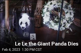 Le Le the Giant Panda Dies
