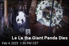 Le Le the Giant Panda Dies
