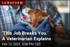 A Veterinarian&#39;s Admission: &#39;This Job Breaks You&#39;