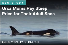 Male Orcas Need Their Moms Well Into Adulthood