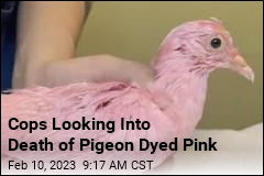 Cops Looking Into Death of Pigeon Dyed Pink