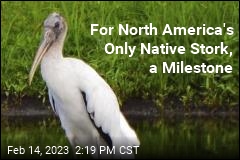 A Milestone for Only Stork Native to North America