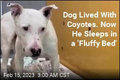 Dog Who Lived With Coyotes at Heart of Custody Dispute