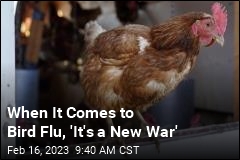 Bird Flu Could Be Here to Stay
