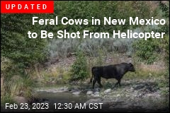 Officials Issue Kill Order for New Mexico Feral Cows