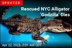 Rescued NYC Alligator Too Weak to Eat on Its Own