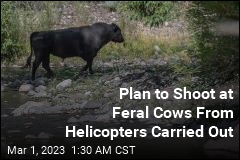 Aerial Shooting Operation Takes Out 19 Feral Cows