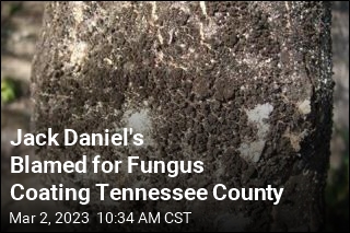 Jack Daniel&#39;s Blamed for Fungus Coating Tennessee County