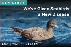 We&#39;ve Given Seabirds a New Disease