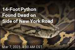 Found Dead on Side of New York Road: 14-Foot Python