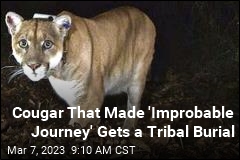 Cougar That Made &#39;Improbable Journey&#39; Gets a Tribal Burial