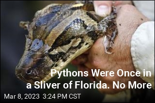 Florida&#39;s Python Problem Is Spreading