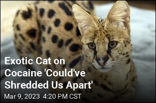 Exotic Cat on Cocaine &#39;Could&#39;ve Shredded Us Apart&#39;