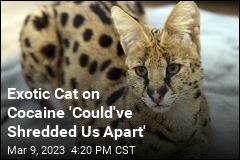 Exotic Cat on Cocaine &#39;Could&#39;ve Shredded Us Apart&#39;