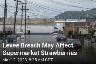 Levee Breach May Affect Supermarket Strawberries