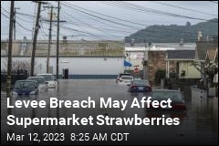 Levee Breach May Affect Supermarket Strawberries