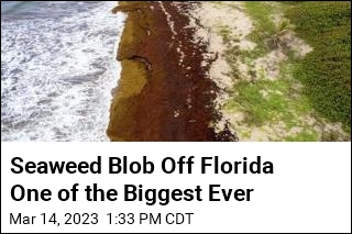 Scientists Tracking Huge Seaweed Blob Off Florida