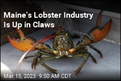 Maine&#39;s Lobster Industry Is Up in Claws