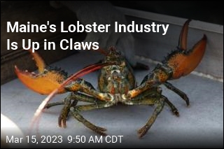 Maine&#39;s Lobster Industry Is Up in Claws
