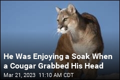 He Was Enjoying a Soak When a Cougar Grabbed His Head