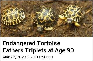 90-Year-Old Tortoise Surprises Zoo by Fathering Triplets